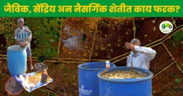 सेंद्रिय शेती म्हणजे काय? जैविक, सेंद्रिय अन नैसर्गिक शेतीत नक्की काय फरक? जाणून घ्या सोप्या भाषेत