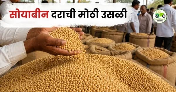 सोयाबीन दराची मोठी उसळी; प्रतिक्विंटल ७,७५० रुपयांपर्यंत भाव