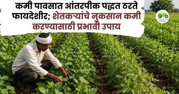 कमी पावसात आंतरपीक पद्धत ठरते फायदेशीर; शेतकऱ्यांचे नुकसान कमी करण्यासाठी प्रभावी उपाय