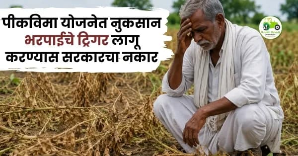 पीकविमा योजनेत नुकसान भरपाईचे ट्रिगर लागू करण्यास सरकारचा नकार; शेतकऱ्यांच्या चिंतेत वाढ