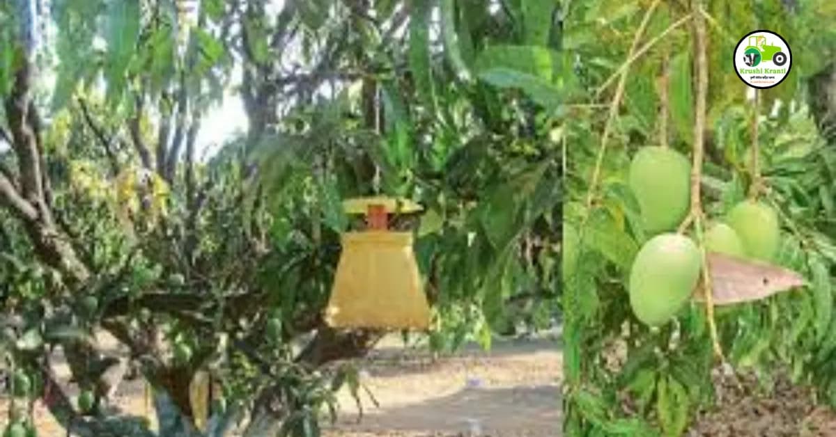 उन्हाळ्यात फळ पिकांचे व्यवस्थापन
