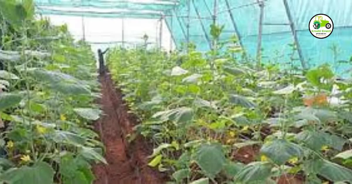 उन्हाळी हंगामातील भाजीपाला पिकांचे नियोजन कसे कराल? वाचा सविस्तर