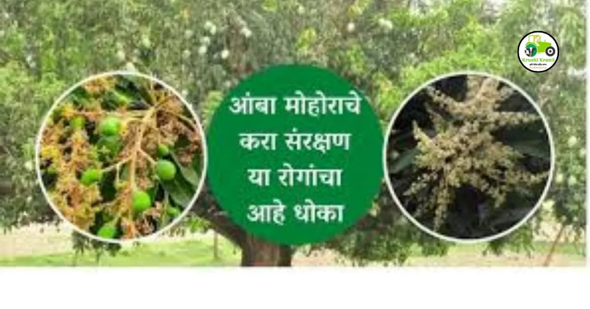 आंबा मोहोराचे करा संरक्षण, या रोगांचा आहे धोका