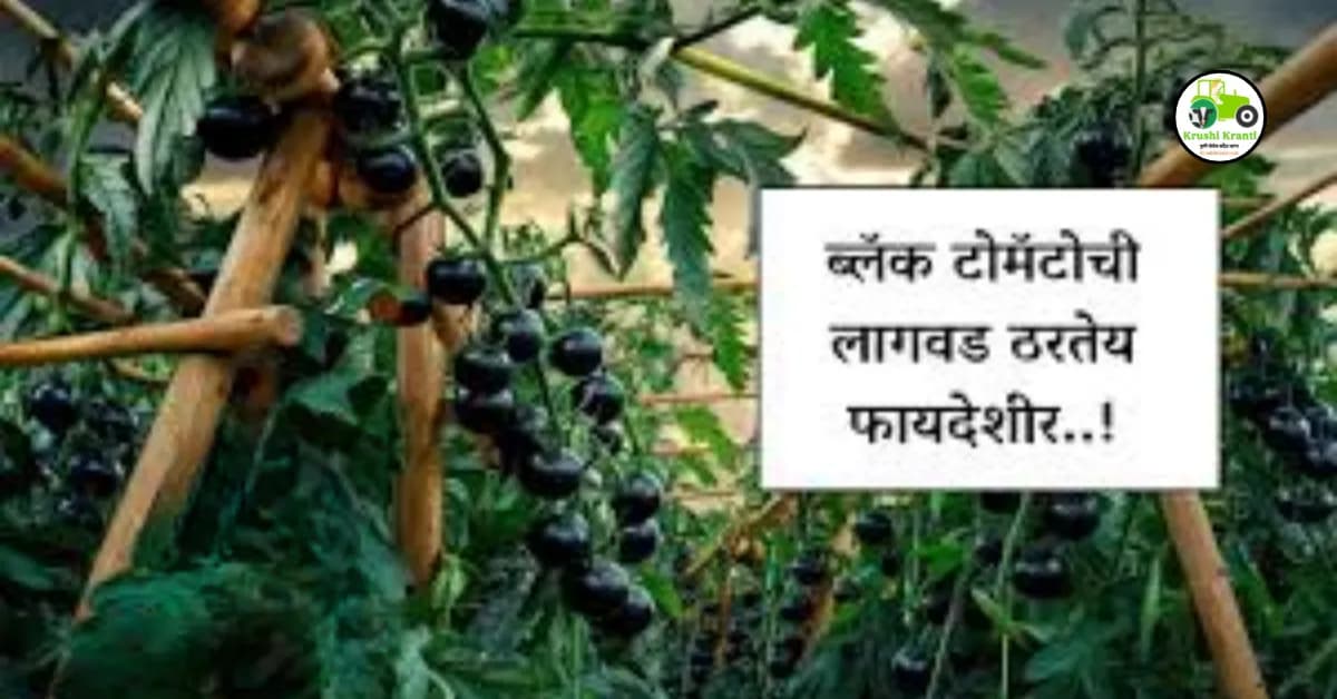काळ्या टोमॅटोची लागवड, शेतकऱ्यांसाठी फायदेशीर