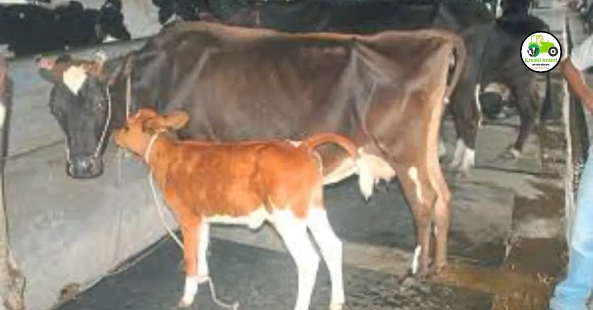 नवजात वासराची काळजी कशी घ्यावी?