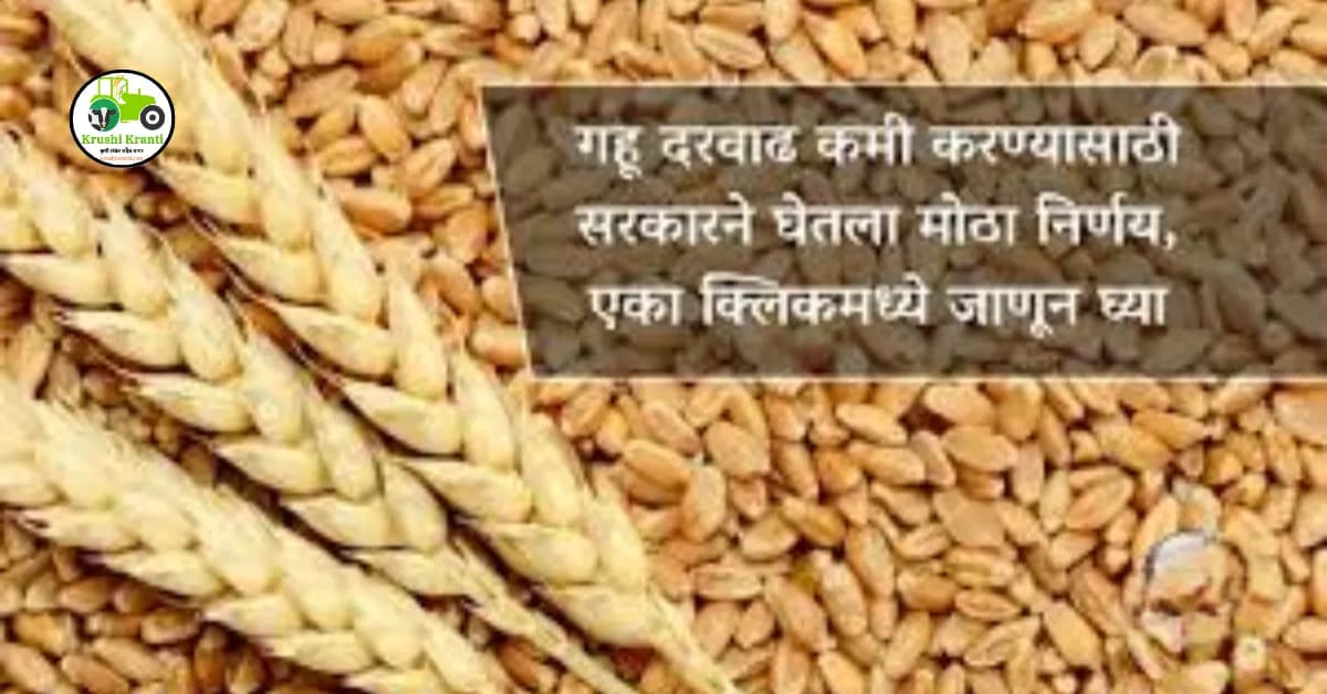 गव्हाची दरवाढ कायम राहणार? जाणून घ्या दर