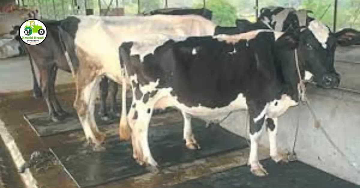 जनावरांचे गोचीडांपासून करा संरक्षण फक्त हे करा