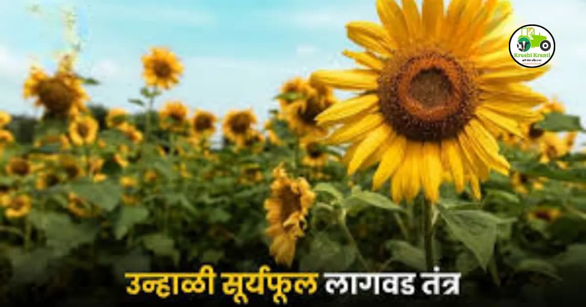 उन्हाळी सूर्यफूल लागवडीचे तंत्रज्ञान