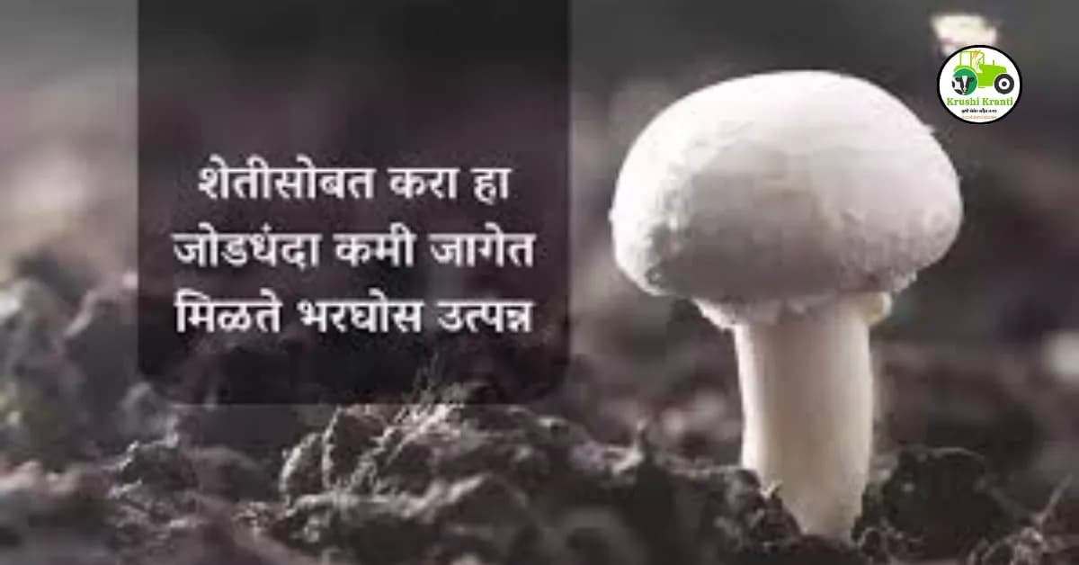 शेतीसोबत करा हा जोडधंदा कमी जागेत मिळते भरघोस उत्पन्न