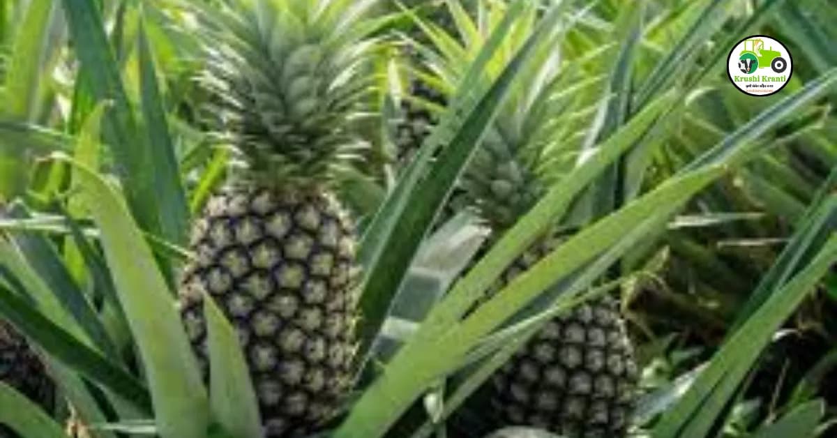 अननस लागवड तंत्रज्ञान हमखास नफा करून देणारे पिक