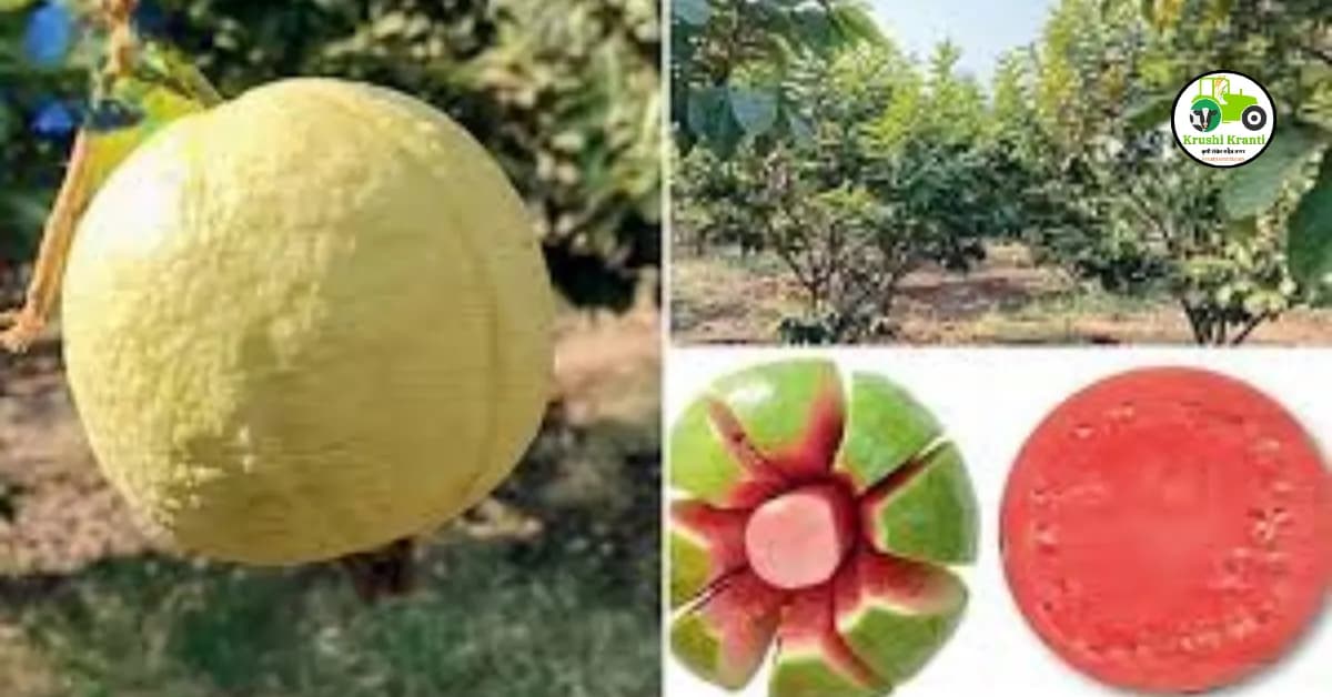 पेरू लागवडीची पद्धत शेतकऱ्यांसाठी फायदेशीर