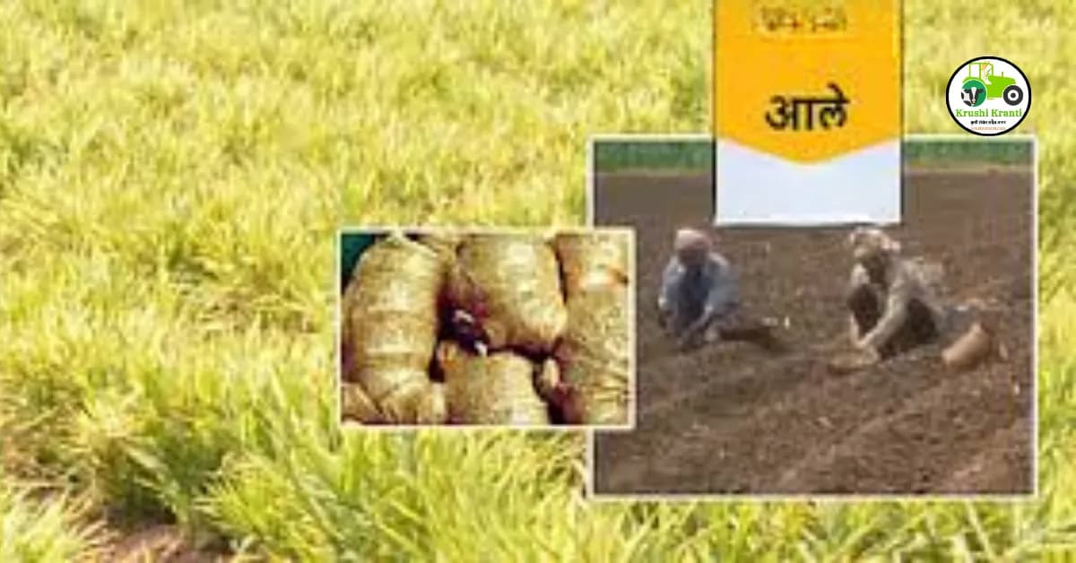 आले पिक लागवड तंत्रज्ञान पहा सविस्तर माहिती