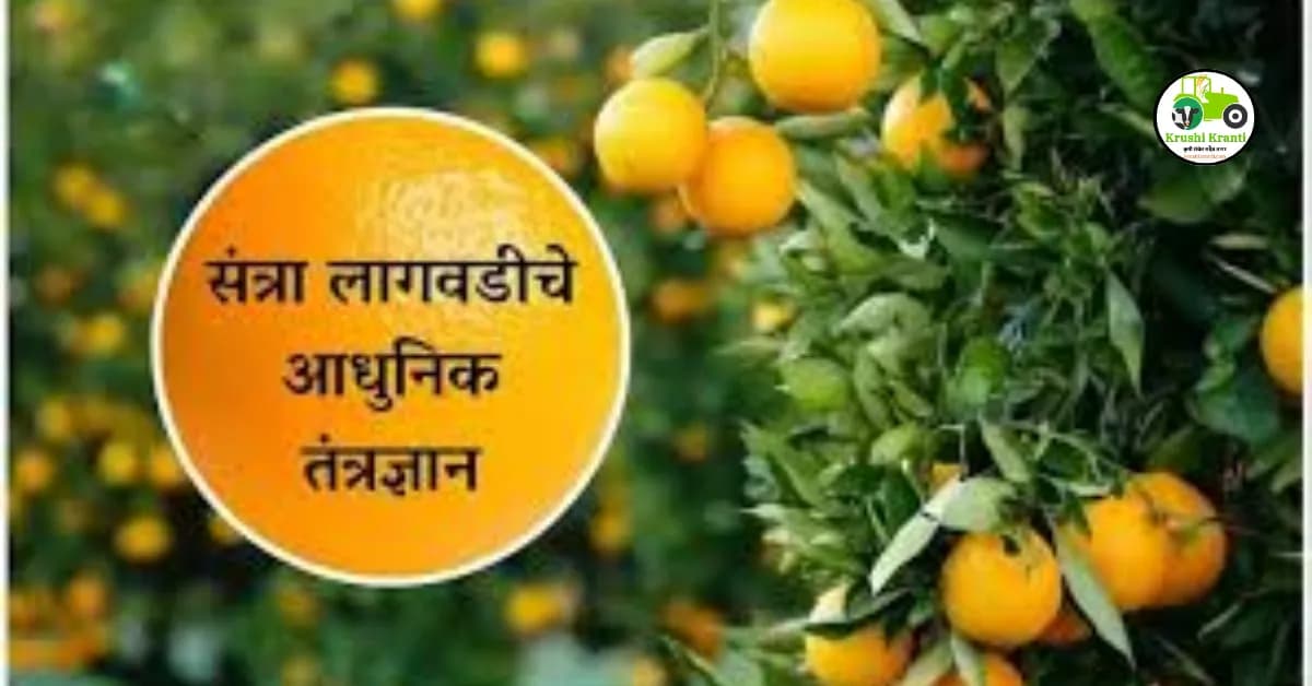 संत्रा लागवडीचे आधुनिक तंत्रज्ञान