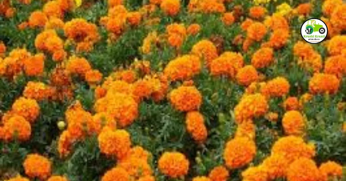 झेंडू लागवड तंत्रज्ञान