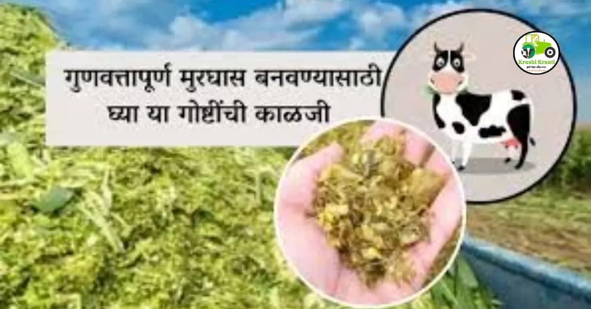 गुणवत्तापूर्ण मुरघास बनवण्यासाठी घ्या या गोष्टींची काळजी