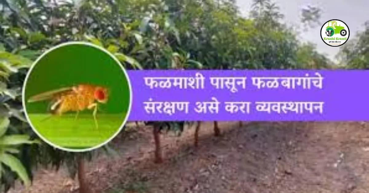 फळमाशी पासून फळबागांचे संरक्षण असे करा व्यवस्थापन