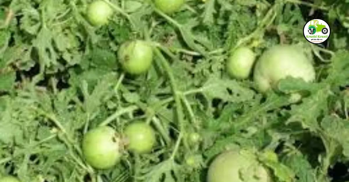 ढेमसे (टिंडे) लागवड करायची सोपी पद्धत