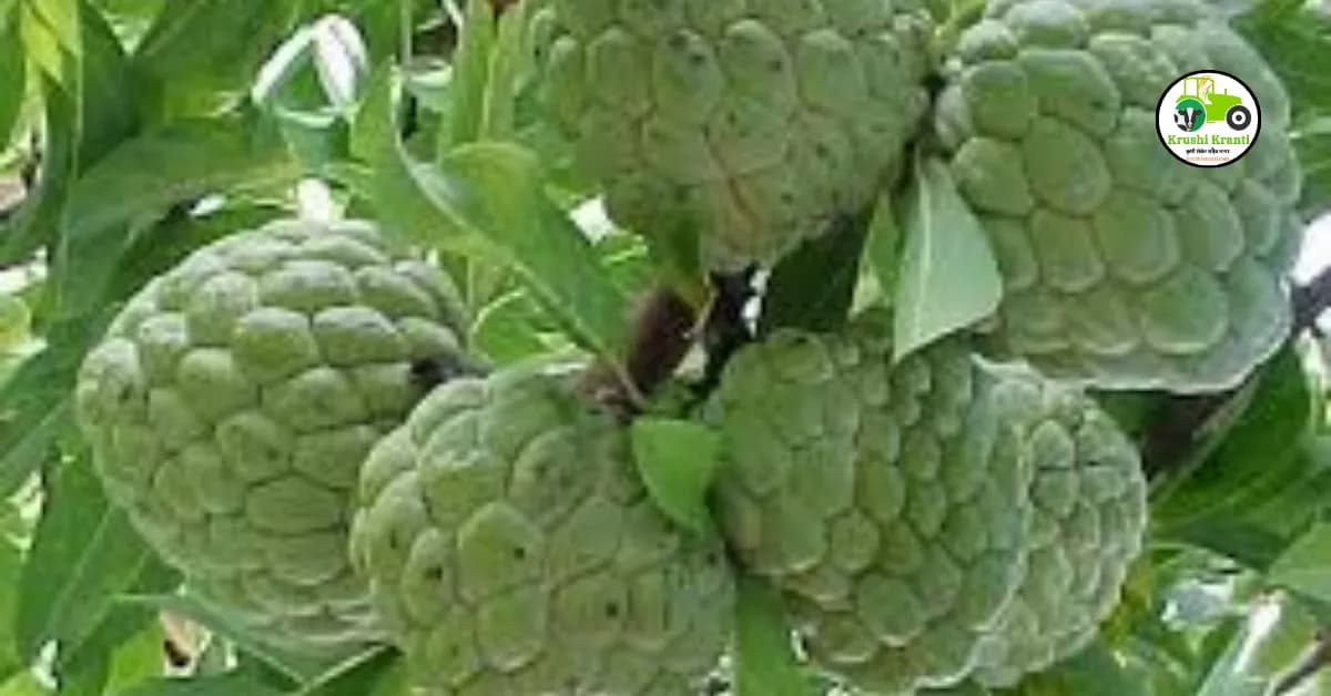सीताफळ लागवड आणि माहिती