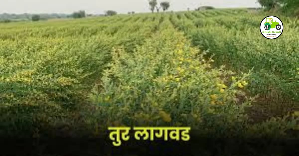 तूर लागवड तंत्रज्ञान