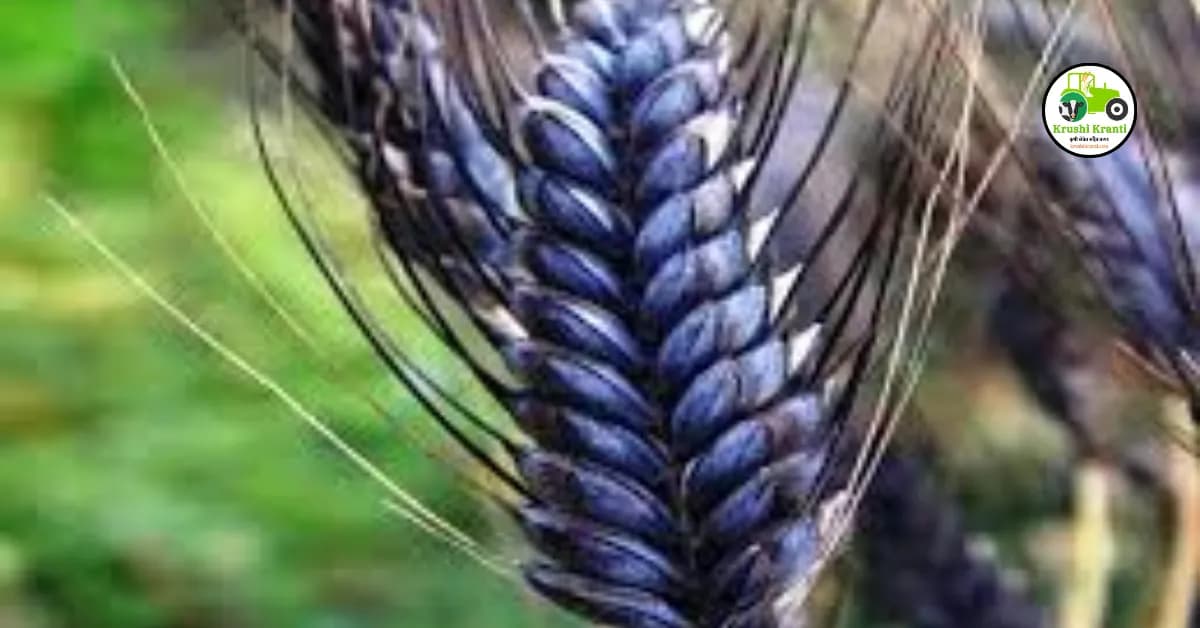 काळ्यापाठोपाठ निळ्या गव्हाच्या शेतीमुळे होतोय फायदा
