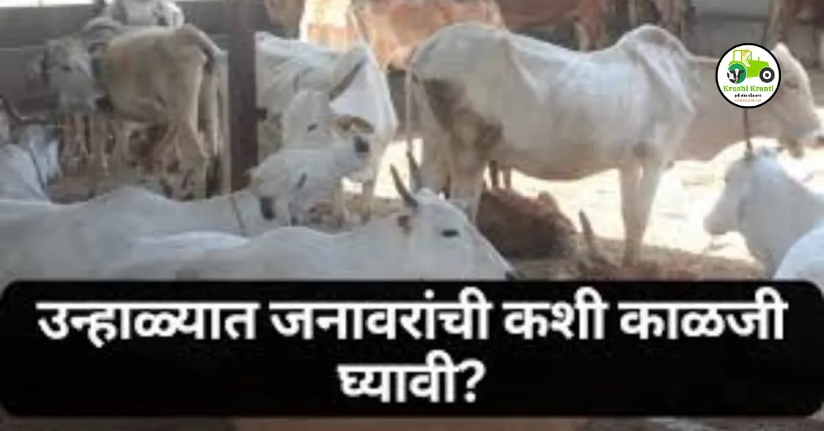 उन्हाळ्यात जनावरांची घ्या अश्या प्रकारे काळजी