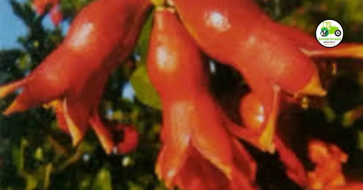 डाळिंब पीक फवारणी वेळापत्रक