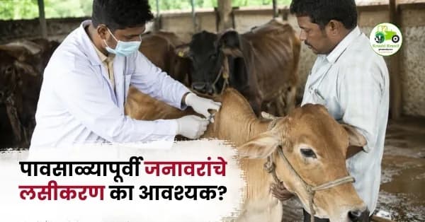 पावसाळ्यापूर्वी जनावरांचे लसीकरण का आवश्यक?