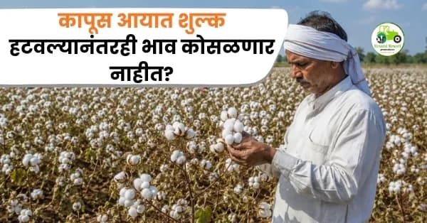 कापूस आयात शुल्क हटवल्यानंतरही भाव कोसळणार नाहीत? जाणून घ्या तज्ज्ञांचे मत आणि बाजारातील वास्तव
