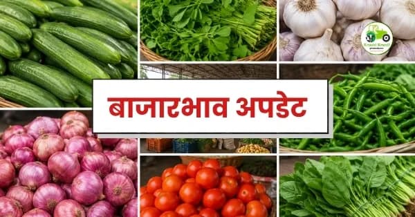 बाजारभाव अपडेट : काकडी, मेथी, लसूण, हिरवी मिरची, कांदा, टोमॅटो आणि पालकच्या दरात चढ-उतार