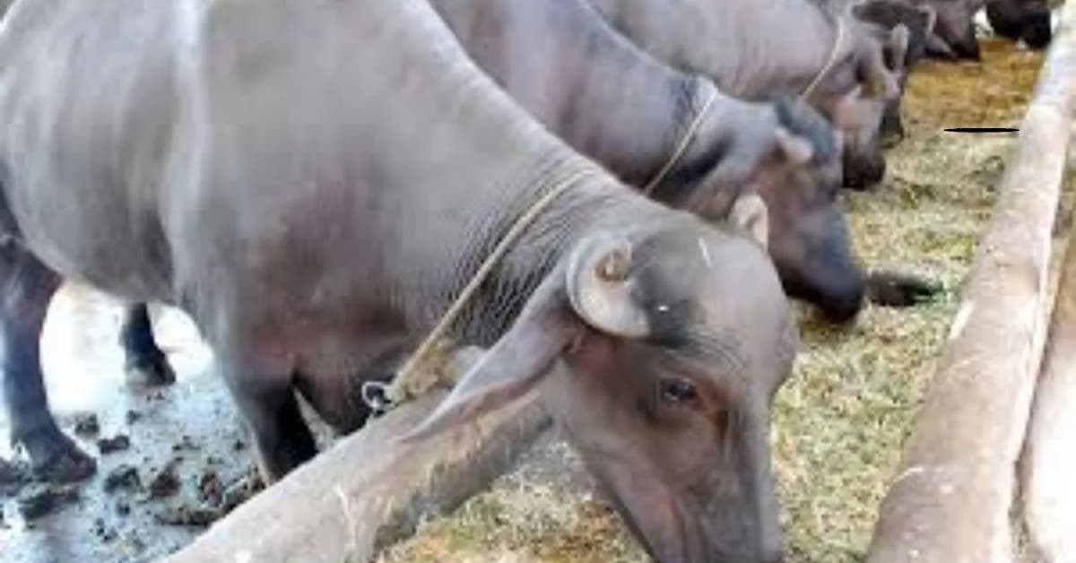 दूध देणाऱ्या जनावराचा आहार कसा असावा?