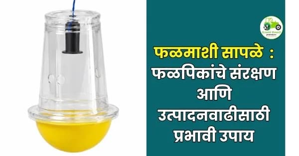 फळपिकांचे संरक्षण आणि उत्पादनवाढीसाठी प्रभावी उपाय