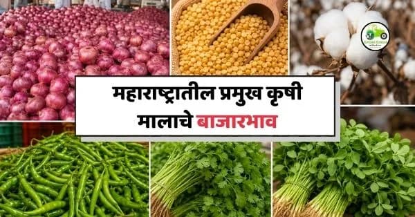 महाराष्ट्र बाजारभाव अपडेट २ जून २०२६: कांदा, तूर, कापूस, मिरची आणि भाजीपाल्याचे ताजे दर