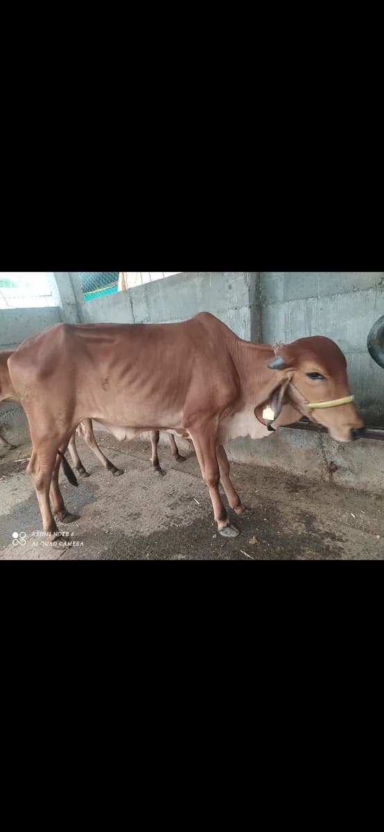 पिवर गीर जातीची कालवड विक्रीसाठी उपलब्ध