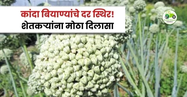 कांदा बियाण्यांचे दर स्थिर! खरिप 2026 हंगामासाठी शेतकऱ्यांना मोठा दिलासा