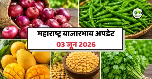 महाराष्ट्र बाजारभाव 03 जून 2026: कांदा, मिरची, आंबा, तूर आणि कोथिंबीरचे ताजे बाजारभाव