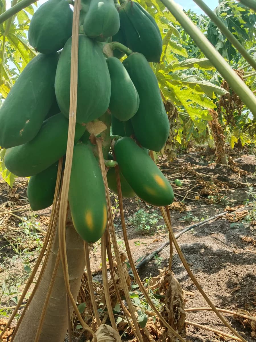 पपई खरेदी चालू आहे