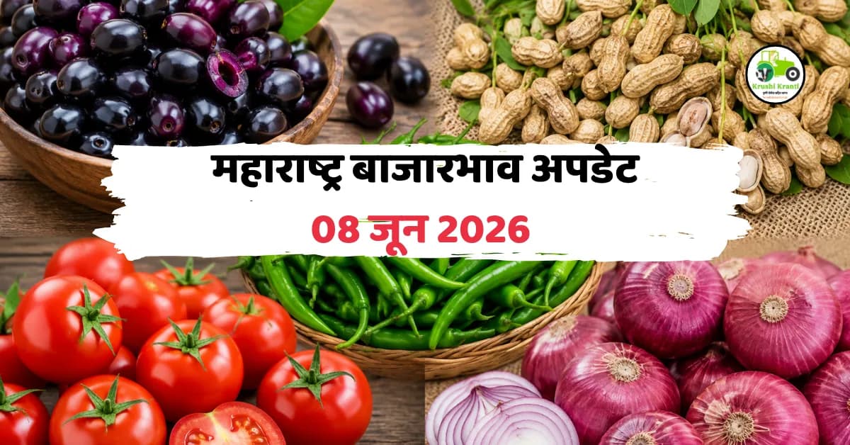 महाराष्ट्र बाजारभाव 08 जून 2026: कांदा, टोमॅटो, हिरवी मिरची, जांभूळ आणि भुईमुग शेंगचे ताजे दर