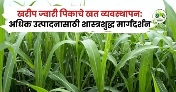 खरीप ज्वारी पिकाचे खत व्यवस्थापन