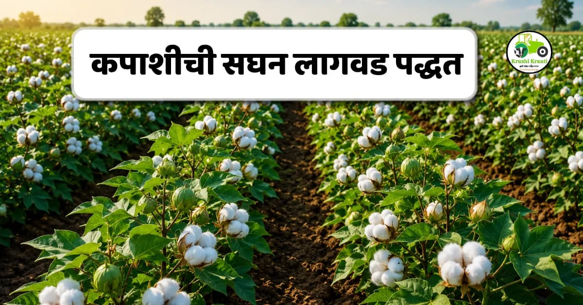 कपाशीची सघन लागवड (HDPS) पद्धत: उत्पादनात 30% वाढ कशी शक्य? संपूर्ण माहिती
