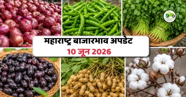 महाराष्ट्र बाजारभाव अपडेट (10 जून 2026): कांदा, हिरवी मिरची, कोथिंबीर, जांभूळ, भुईमुग शेंग व कापूसचे ताजे बाजारभाव
