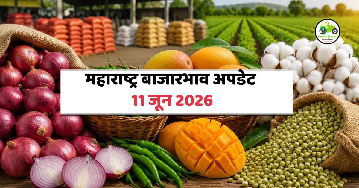 महाराष्ट्र बाजारभाव अपडेट (11 जून 2026): कांदा, हिरवी मिरची, कापूस आणि गवारचे ताजे बाजारभाव