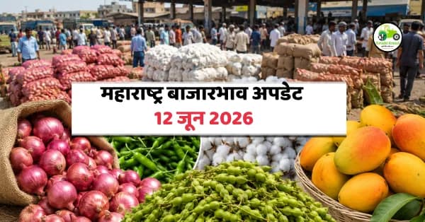 महाराष्ट्र बाजारभाव अपडेट (12 जून 2026): कांदा, हिरवी मिरची, कापूस, गवार आणि आंबा बाजारभावात मोठी हालचाल