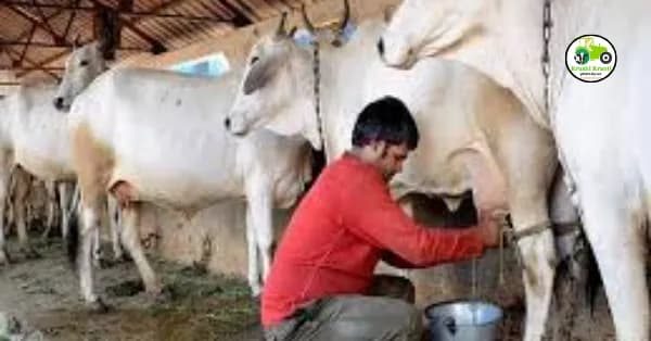 गाय आणि म्हशी देतात कमी दूध या गोष्टींची घ्या काळजी होणार फायदा