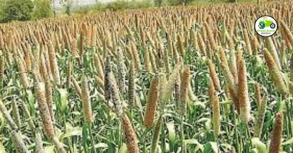 बाजरी लागवड सविस्तर माहिती