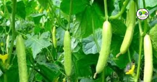 काकडी लागवड