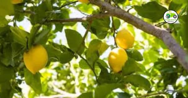 लिंबू लागवड तंत्रज्ञान, कशी कराल लिंबाची लागवड?