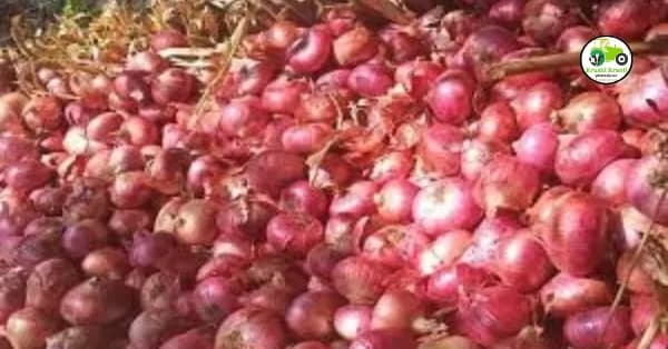 फायदेशीर कांदा लागवडीबद्दल सविस्तर माहिती