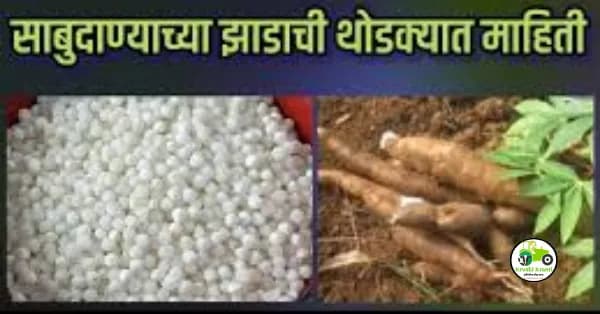 साबुदाणा कसा व कोणत्या झाडापासुन बनवतात, जाणून घ्या सविस्तर