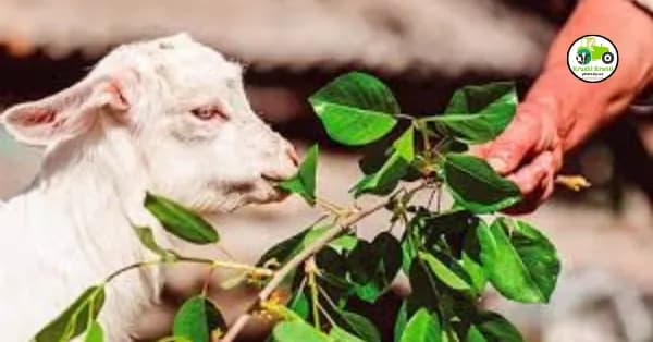 शेळ्यांचे उन्हाळ्यामधील व्यवस्थापन