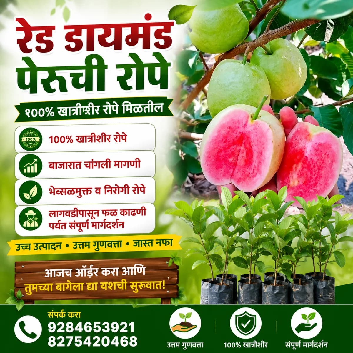 रेड डायमंड पेरूची खात्रीशीर रोपे उपलब्ध